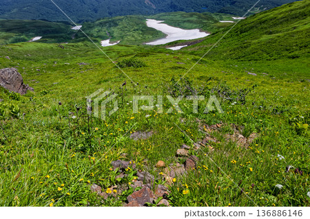 鳥海山外緣的花田和新地雪原。 136886146