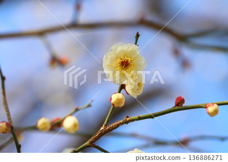 冬季公園盛開的白梅花 冬季公園盛開的白梅花 136886271