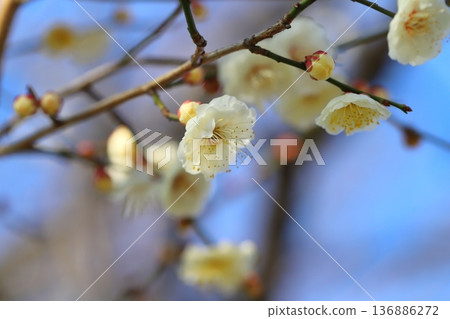 冬季公園盛開的白梅花 136886272