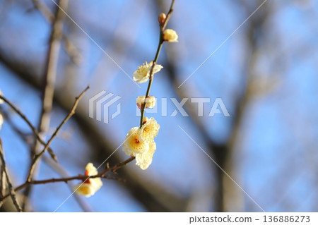 冬季公園盛開的白梅花 冬季公園盛開的白梅花 136886273