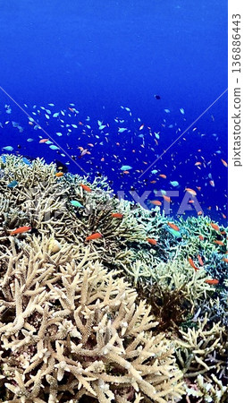 The coral reefs of Iriomote Island, where anthias goldii and blue-green damselfish swim The coral reefs of Iriomote Island, where anthias goldii and blue-green damselfish swim 136886443