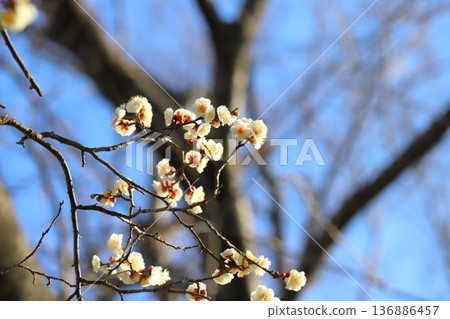 White plum blossoms blooming in a winter park 136886457