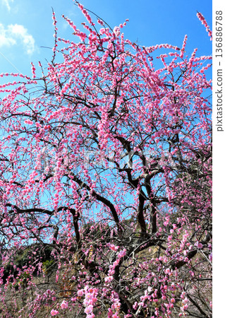 Plum blossom  136886788