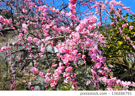 Plum blossom  136886791