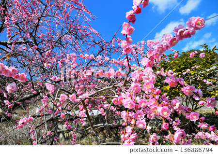 Plum blossom Plum blossom 136886794