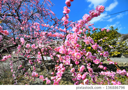 Plum blossom  136886796
