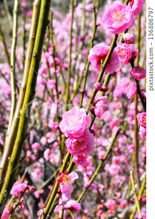 Plum blossom Plum blossom 136886797