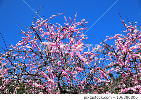 Plum blossom  136886800
