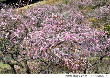 Plum blossom  136886803