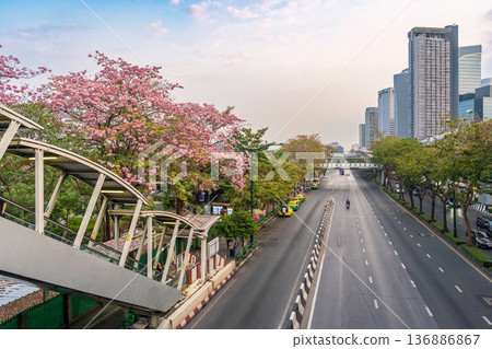High-angle view of Phahonyothin Road with blooming pink trumpet trees near Chatuchak Park and the Mo Chit BTS station skyline during the dry season High-angle view of Phahonyothin Road with blooming pink trumpet trees near Chatuchak Park and the Mo Chit BTS station skyline during the dry season 136886867