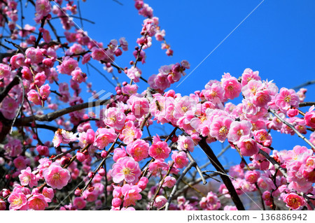 Plum blossoms and bees 136886942