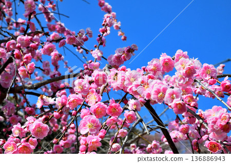 Plum blossoms and bees 136886943