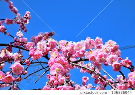 Plum blossoms and bees 136886944
