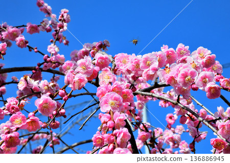 Plum blossoms and bees 136886945