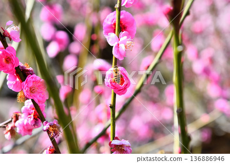 Plum blossoms and bees 136886946