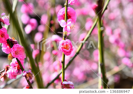 Plum blossoms and bees 136886947