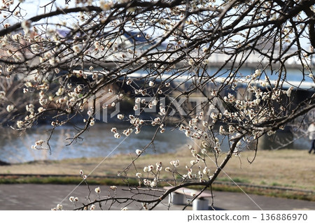 White plum blossoms blooming in a park along the river in winter White plum blossoms blooming in a park along the river in winter 136886970