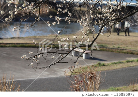White plum blossoms blooming in a park along the river in winter White plum blossoms blooming in a park along the river in winter 136886972