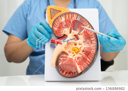 Chronic kidney disease, doctor with model for treatment urinary system, urology, Estimated glomerular filtration rate eGFR. 136886982