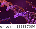 Biotechnology realistic Red DNA Strand Scientific visualization Animation. Dark Laboratory Background 136887066