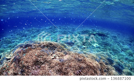 Colorful coral reef seascape around Iriomote Island, Okinawa Prefecture 136887100
