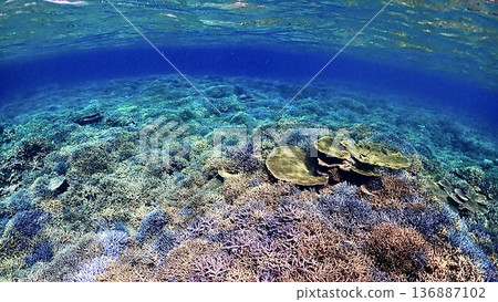 沖繩縣西表島周圍色彩繽紛的珊瑚礁海景 136887102