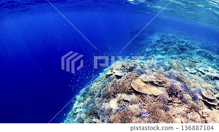 沖繩縣西表島周圍色彩繽紛的珊瑚礁海景 沖繩縣西表島周圍色彩繽紛的珊瑚礁海景 136887104