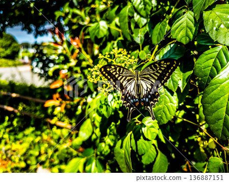 Swallowtail butterfly in the greenery Swallowtail butterfly in the greenery 136887151