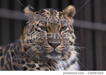 Amur leopard Amur leopard 136887263