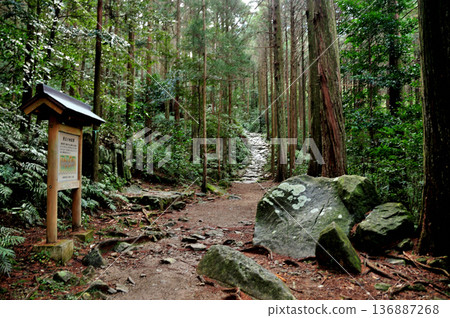 Stone-paved road to Magose Pass (near Yonaki Jizo) [Kihoku Town, Mie Prefecture] 136887268