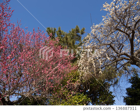 Red and white plum blossoms and green pine trees blooming under the blue sky - a colorful landscape of early spring 136887311