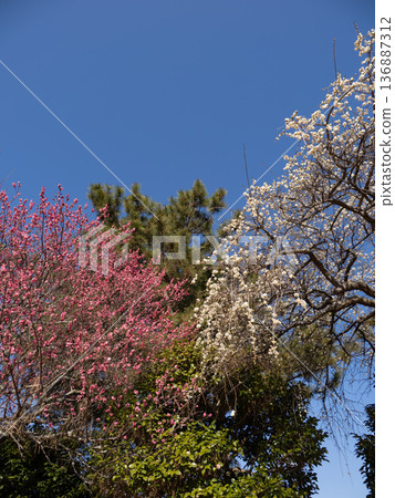 A gorgeous spring scene with red and white plum blossoms blooming against the blue sky 136887312