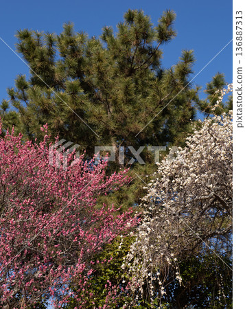 A Japanese-style early spring landscape with green pine trees and red and white plum blossoms A Japanese-style early spring landscape with green pine trees and red and white plum blossoms 136887313