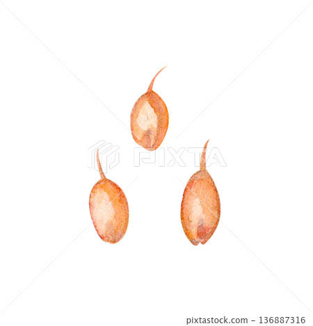 Golden wheat grains watercolor isolated on white background. Natural cereal ingredient perfect for bakery branding, flour packaging, food labels, organic products, menu design, baking themes. Hand 136887316