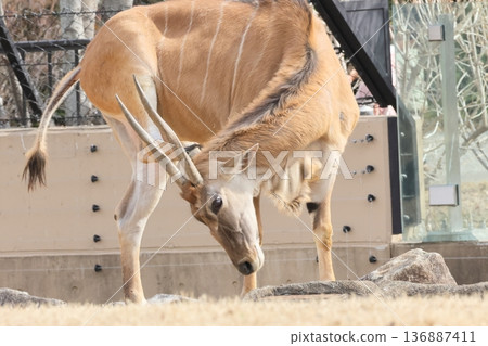 Eland 136887411