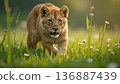A lion aiming at prey 136887439