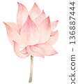 Pink Lotus Flower Watercolor Illustration 136887444