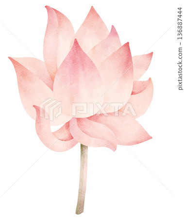 Pink Lotus Flower Watercolor Illustration Pink Lotus Flower Watercolor Illustration 136887444
