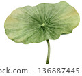 Watercolor Lotus Leaf Illustration 136887445