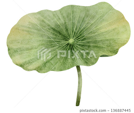 Watercolor Lotus Leaf Illustration 136887445