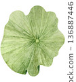 Top View Of Green Lotus Leaf 136887446