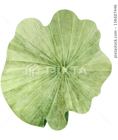 Top View Of Green Lotus Leaf Top View Of Green Lotus Leaf 136887446
