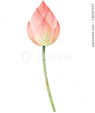 Watercolor Lotus Flower Bud 136887447