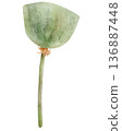 Green Poppy Seed Head Illustration 136887448