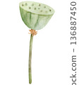 Watercolor Lotus Seed Pod Illustration 136887450