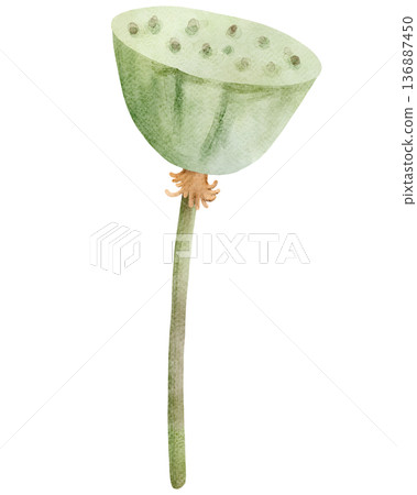 Watercolor Lotus Seed Pod Illustration 136887450