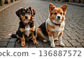 Dogs sitting together 136887572