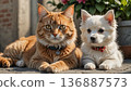 Cute kitten and puppy 136887573