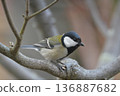 Great tit perched on a branch 136887682