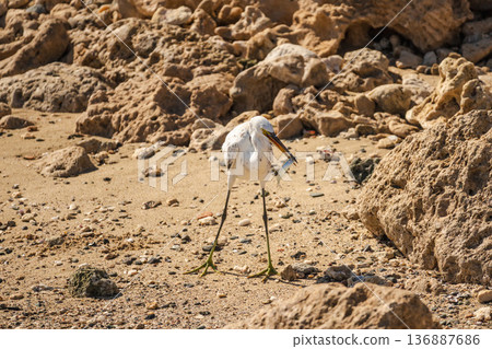 White egret holding small fish on sandy rocky shore in Egypt, coastal bird hunting in natural marine environment 136887686